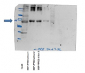 MBP | Maltose Binding Protein (monoclonal)